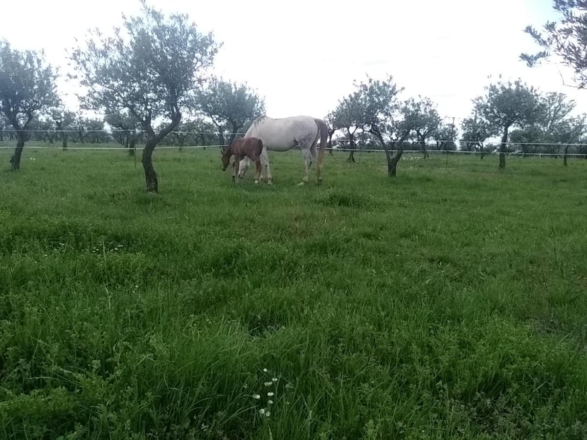 Studio Independant Dans Ferme Equestre Aups Exteriör bild